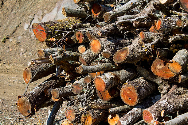 istock Wooden logs stacked in natural pattern with visible tree rings and textures united in organic composition 2243576484