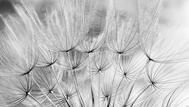 istock Abstract dandelion flower texture background. Dandelion seeds. Soft focus. Black and white. 2243576536