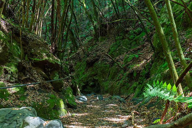 istock Green Forest Path Rocky Terrain Lush Vegetation 2243576558