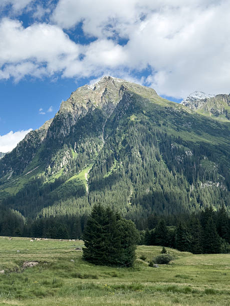 istock Alpine mountain with green forest and summer sky 2243576741