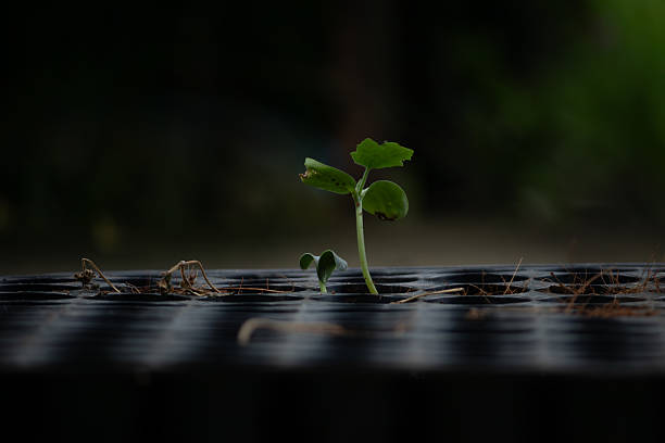 A macro photo symbolizing new life, growth, and agriculture. Perfect for gardening and hope concepts with a dark background.