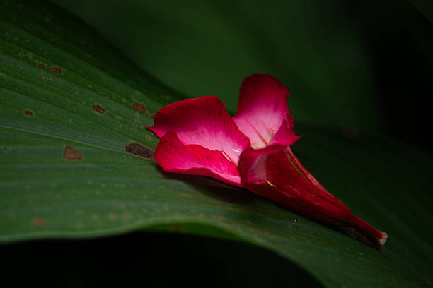 Leaves are fresh fresh.