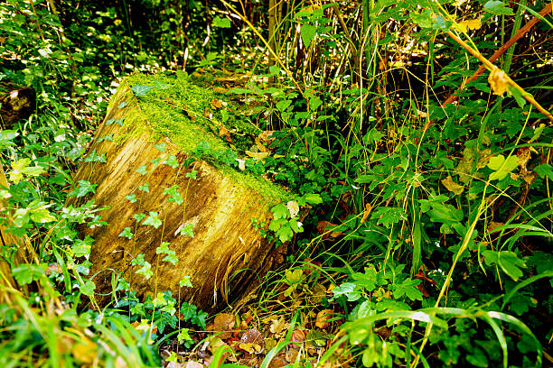 A cut trunk covered with moss - autumn in the forest