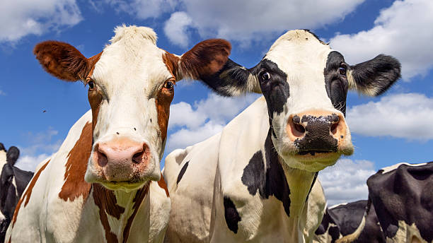 istock Two cows close up, heads side by side, multi color diversity 2243578907
