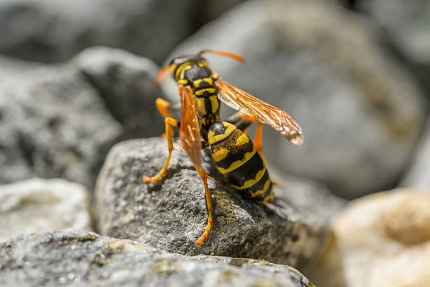 istock Wasp (Vespidae) on Gray Rock Surface – Macro Wildlife 2243580738