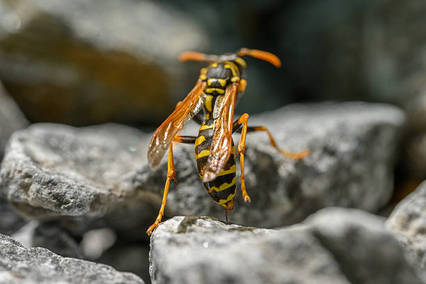 istock Wasp (Vespidae) on Gray Rock Surface – Macro Wildlife 2243580750
