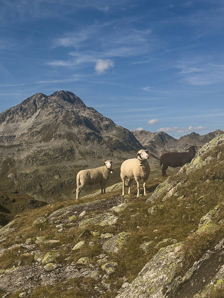 istock Sheep grazing on rocky mountain slope in the alps 2243580779