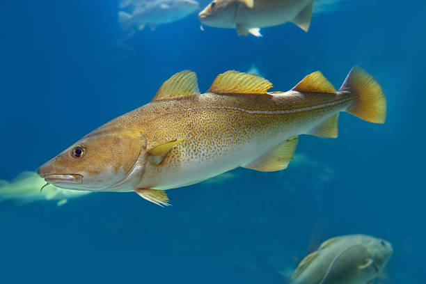 istock Atlantic cod swimming underwater in Norway fjords 2243582140