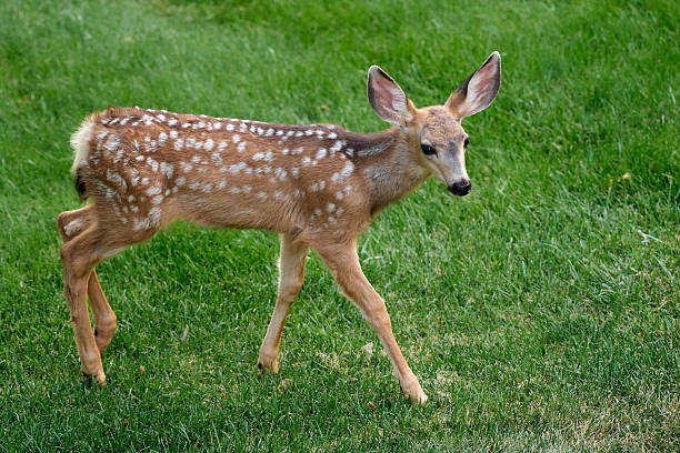 istock Young fawn walks across grass 2243583431