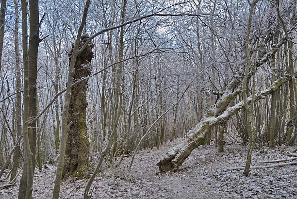 istock Winter forest with bare trees and fallen tree covered in snow. 2243583947