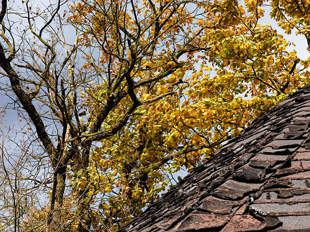 autumn tree branches, vibrant yellow leaves, and a weathered roof with curled shingles