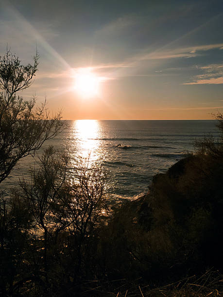 Golden sunset over tranquil ocean waves, framed by silhouetted coastal vegetation. Evokes peace, reflection,  natural beauty. Ideal for travel, nature,  wellness themes.