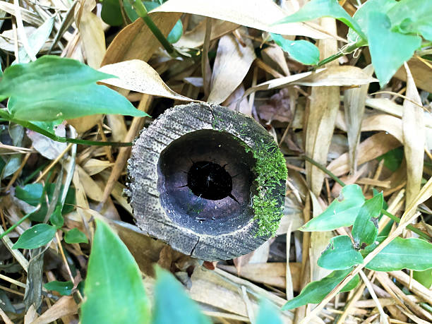 A natural still life featuring a hollow log with moss, surrounded by foliage. Ideal for nature, growth, decay, or environmental concepts. Serene, textural, and evocative.