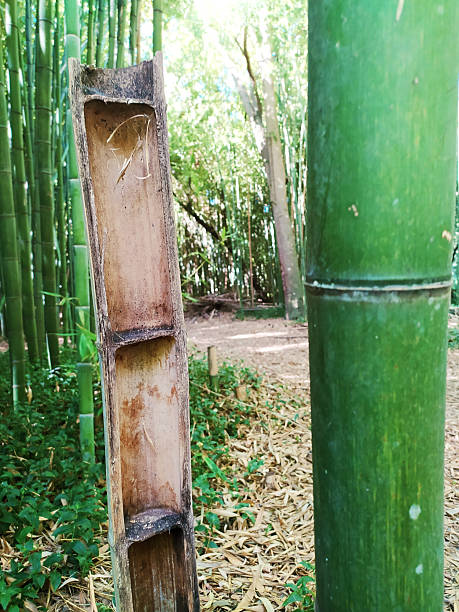 Lush bamboo forest with a unique cut bamboo stem. Serene, natureinspired imagery perfect for mindful projects, ecological themes, zen concepts, and sustainable designs.