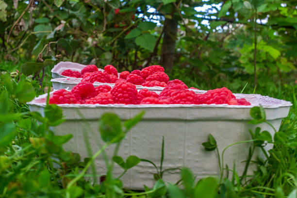 Closeup of fresh red raspberries in a biodegradable container placed on green grass with a blurred garden background. Natural summer harvest scene.