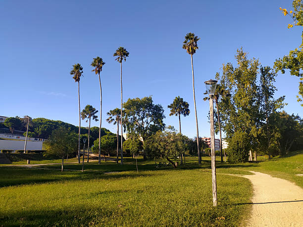 Tranquil park scene featuring majestic palm trees against a clear blue sky. Invites serenity, representing escape, leisure, and natural beauty. Ideal for travel, wellness, or summer themes.