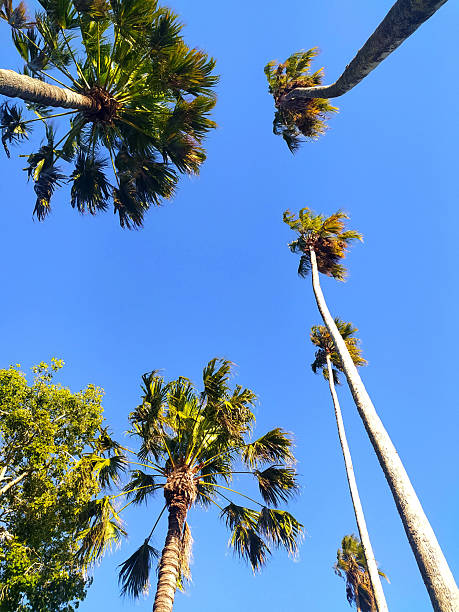 istock Tropical vibe captured in a lowangle shot showcasing palm trees against a clear blue sky. Evokes vacation, relaxation, and summer. Perfect for travel or lifestyle content. 2243587743