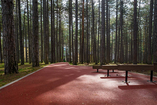 Running track and outdoor workout benches situated in a peaceful pine forest