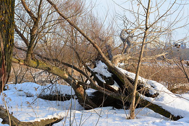 Scenic view of snowy forest