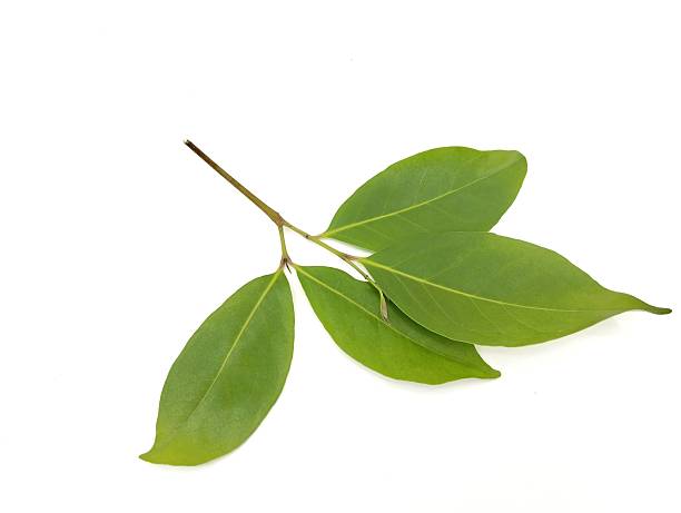 istock Fresh bay leaf isolated on white background 2243590386