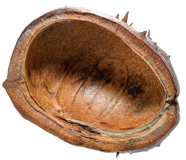 istock Empty half of a dry, prickly horse chestnut husk. Isolated background 2243590433