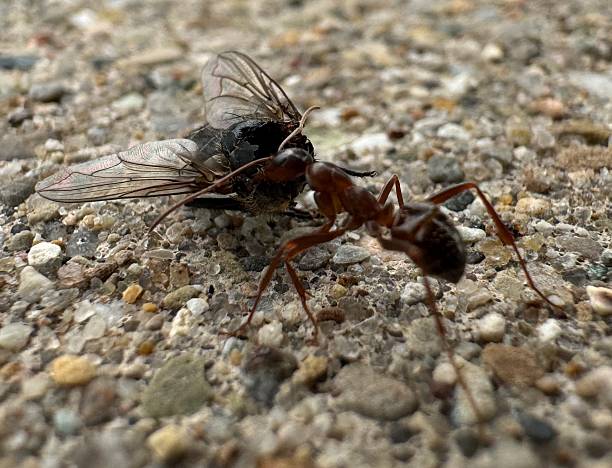 istock Pallidefulva-group field ant carrying a dead fly 2243590523