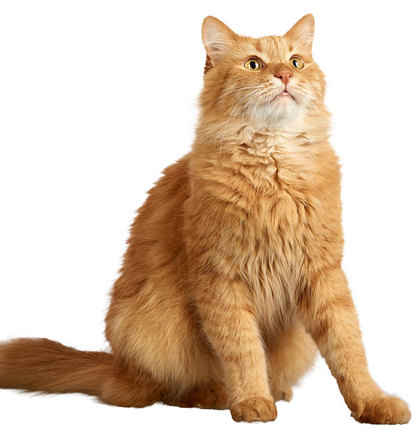 istock A fluffy ginger cat sits at full height, looking up with curiosity. Isolated background 2243590568