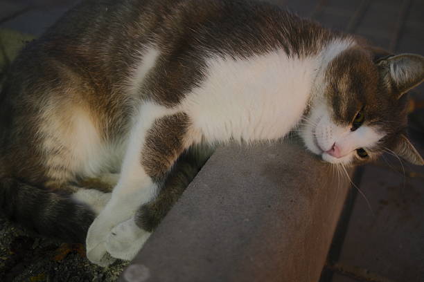 Brown and white cat rests head. Seems tired, is outdoors, daytime.