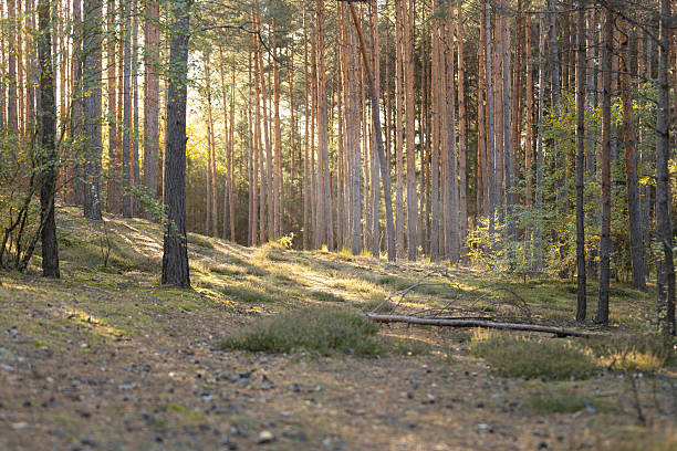 Sunbeams streaming through the early morning mist in a forest