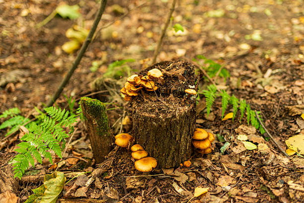 Bright orange mushrooms sprout on a moss-covered tree stump surrounded by fallen leaves and ferns. The forest floor glows with natural textures, showing the beauty of decay and autumn woodland life.