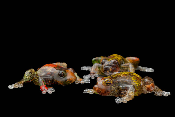 istock Hand made home decoration wax frog candle with dark background 2243592677