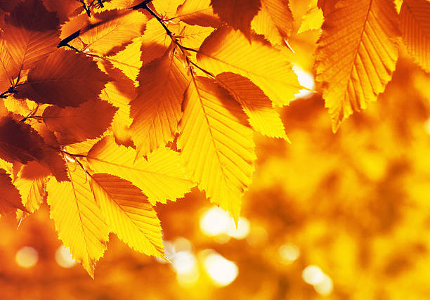 istock Leaves on the branches in the autumn forest. 2243593443