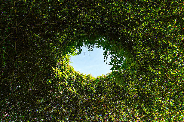 istock View of the sky through lush green ivy thickets 2243594933