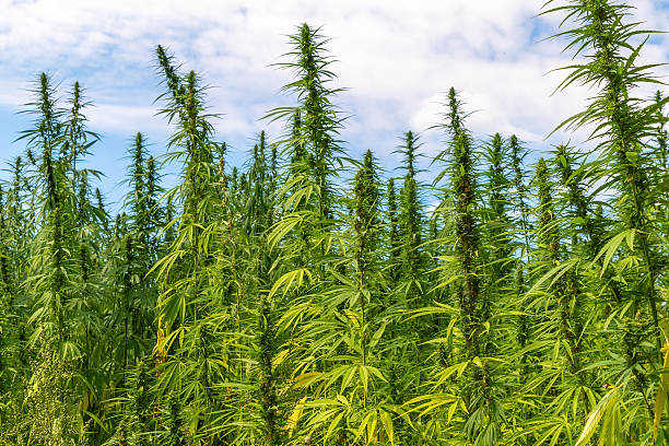 Lush green hemp plants growing under a blue sky.