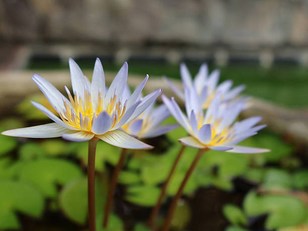 istock white and lavender water lily 2243595625