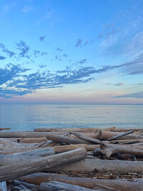 Romantic scene of a female draped across a huge piece of driftwood on  shore during incoming tide at Mackenzie Beach, Tofino, Vancouver Island, British Columbia, Canada