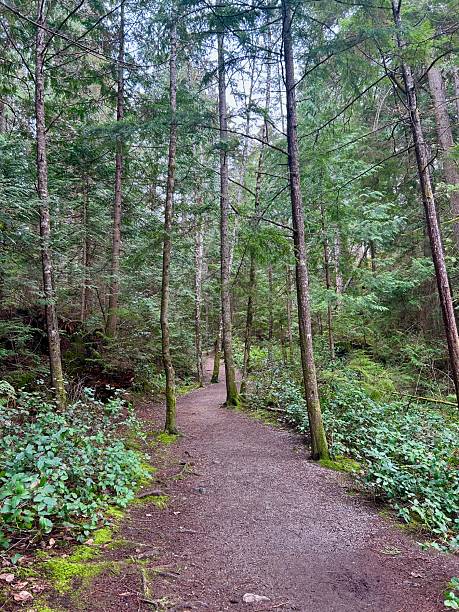 istock Peaceful Forest Hiking Trail Surrounded by Evergreen Trees 2243595673