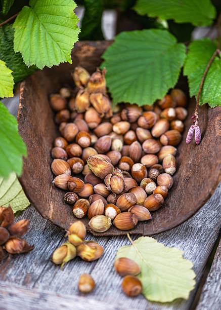 Rustic still life of hazelnuts in a wooden bowl with fresh green hazel leaves.