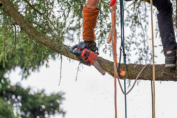 istock Arborist suspended in harness high in tree using chainsaw to prune branches — professional tree maintenance and safety gear visible 2243596731