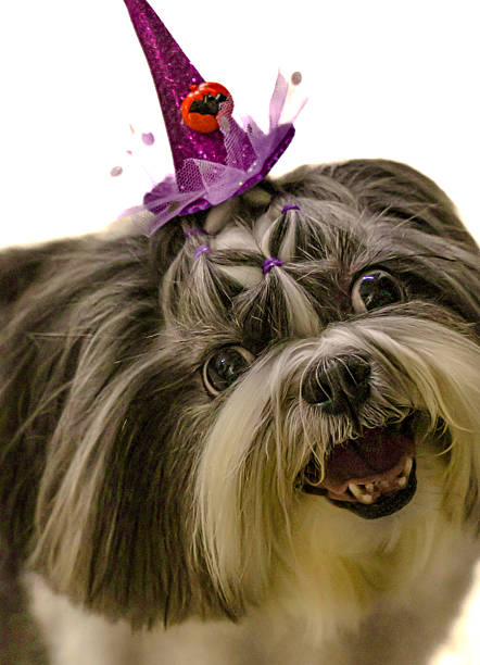 istock Pet in a Halloween mood 2243597390