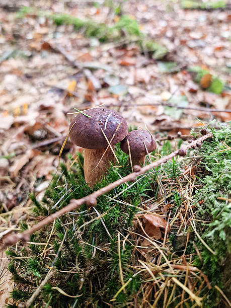 istock Polish boletus mushrooms 2243598329