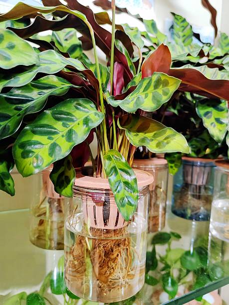 Maranta leuconeura