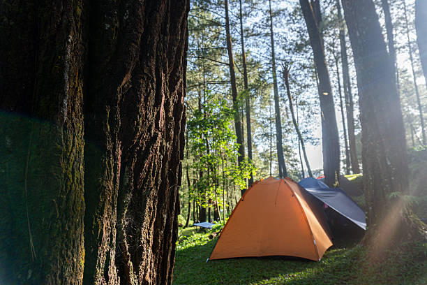 Camping in a forest clearing with sunlight streaming through the trees.