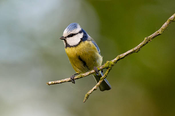 istock Eurasian Blue Tit Sitting On Tree 2243602397