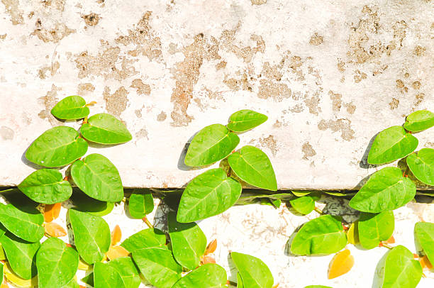 ficus pumila or climbing fig or Climbing Vine on the wall