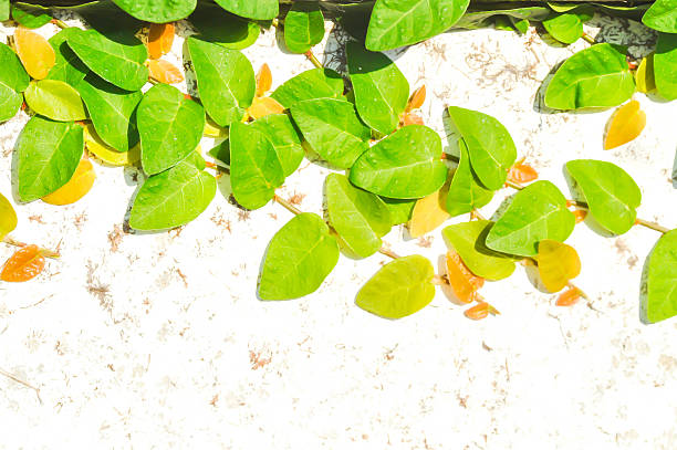 ficus pumila or climbing fig or Climbing Vine on the wall