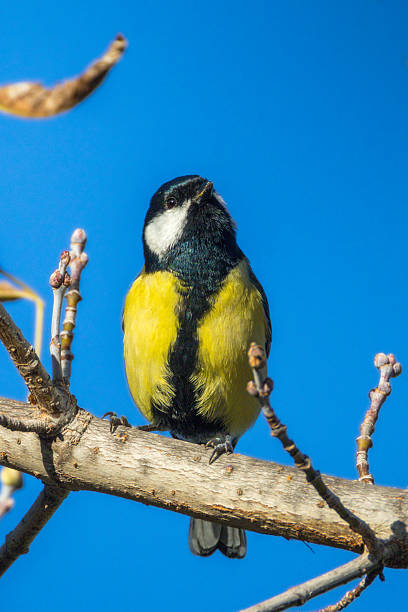 istock Great Tit perched on a branch in the morning light 2243602926