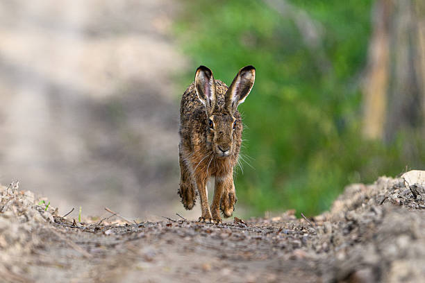 istock European Hare Running Toward Camera on Woodland Path 2243603019
