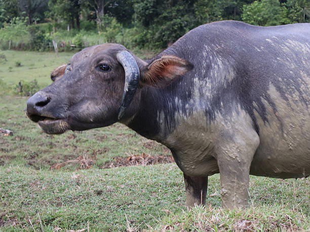 istock black water buffalo 2243603251