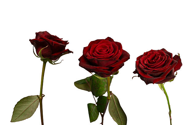 istock Beautiful red rose isolated on white background. 2243603338